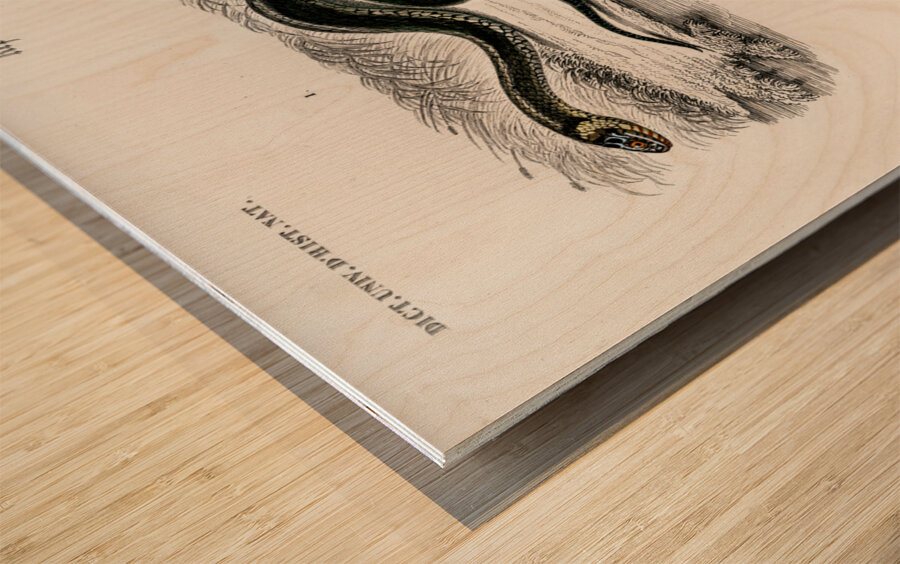 Grass Snake and the green vine snake Wood print