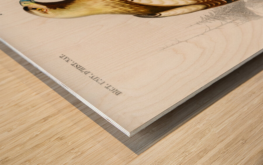 Eastern imperial eagle Aquila heliaca Wood print