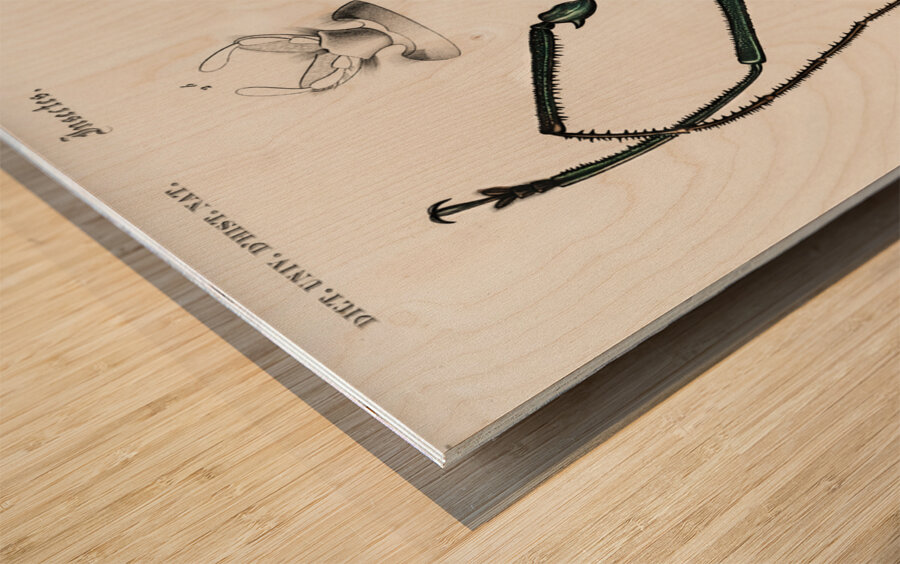 Enoplocerus Armillatus Wood print