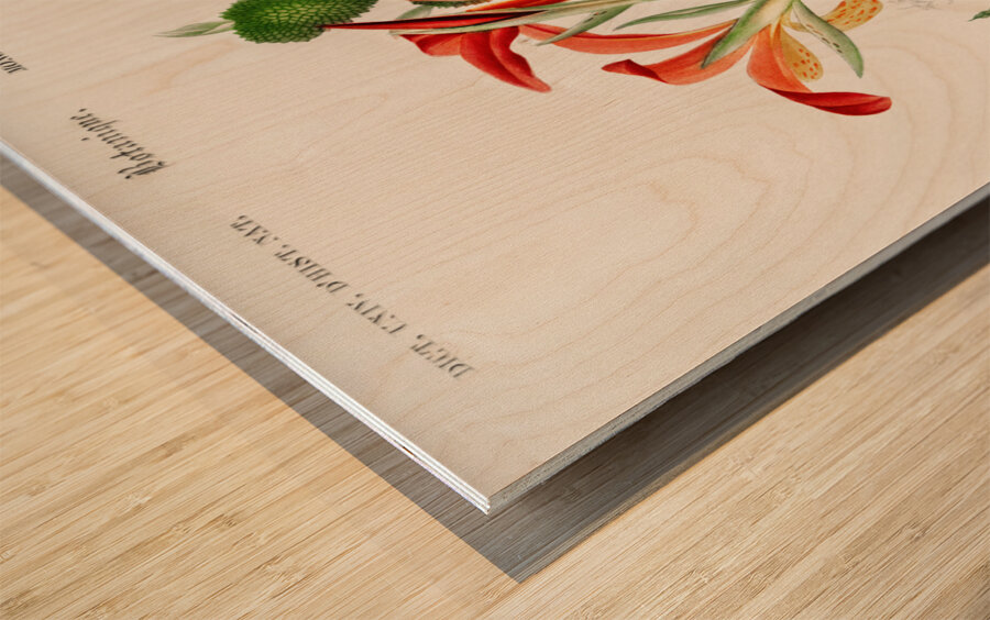 Anna speciosa Wood print