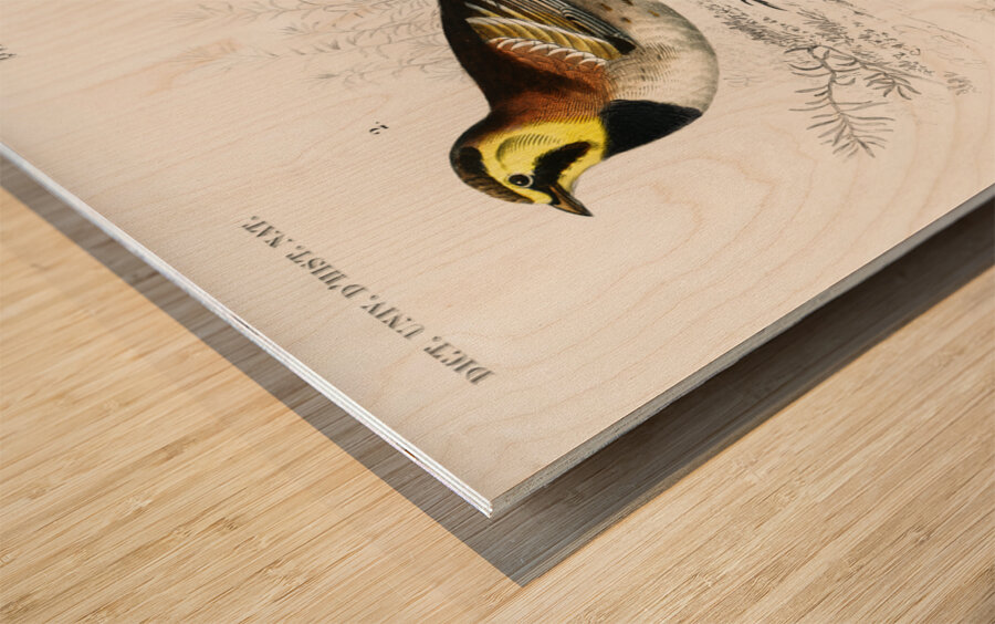 Different types of birds Wood print