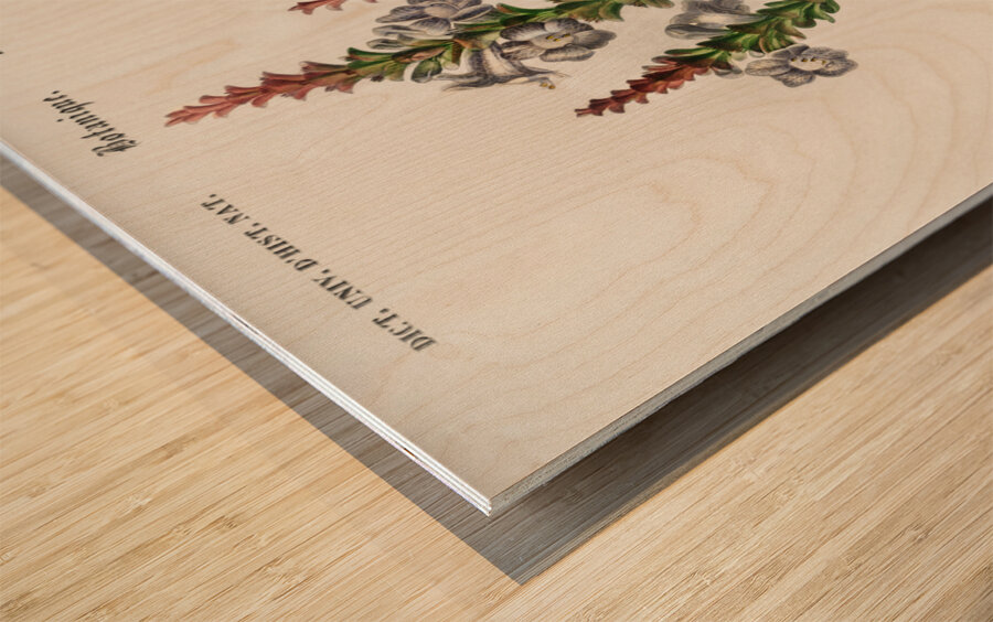 Strobilanthes sabiniana Impression sur bois