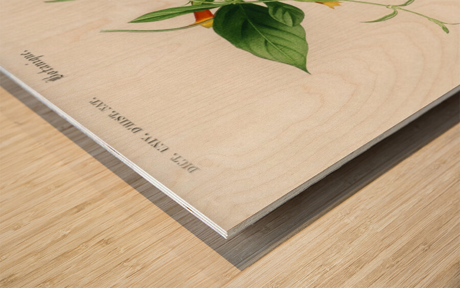 Strobilanthes sabiniana Wood print