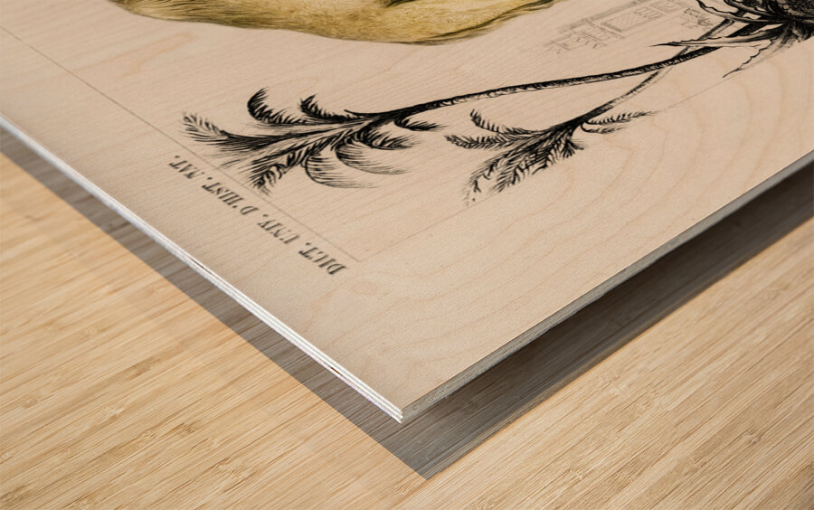 Camel Camelus Wood print