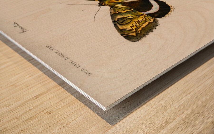 Different types of moths Wood print