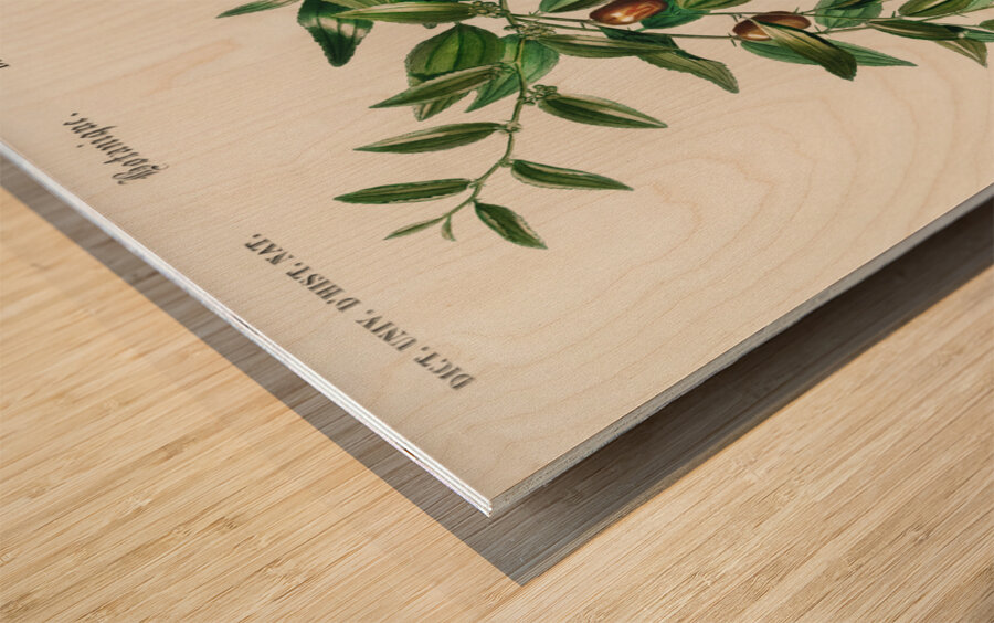 Jujube red date Ziziphus vulgaris Wood print