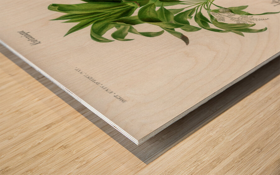 Dracaena brasiliensis Wood print