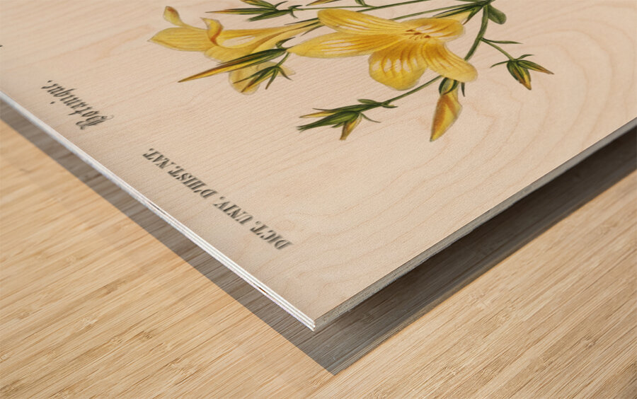 Yellow flax Linum glandulosum Wood print