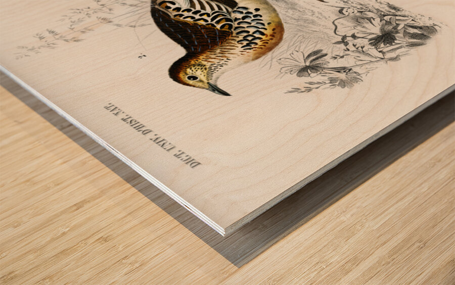 Different types of birds Wood print