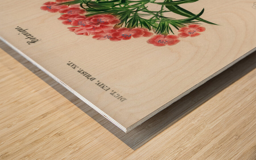 Brazilian gloxinia or Florist gloxinia Gloxinia caulescente Wood print