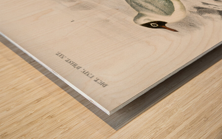 Different types of birds Wood print