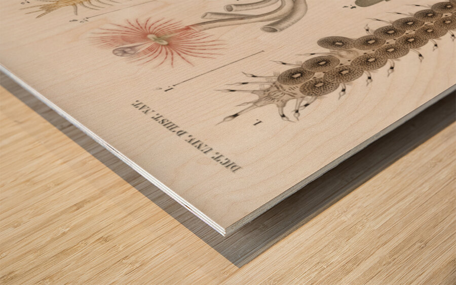 Different types of marine life Wood print