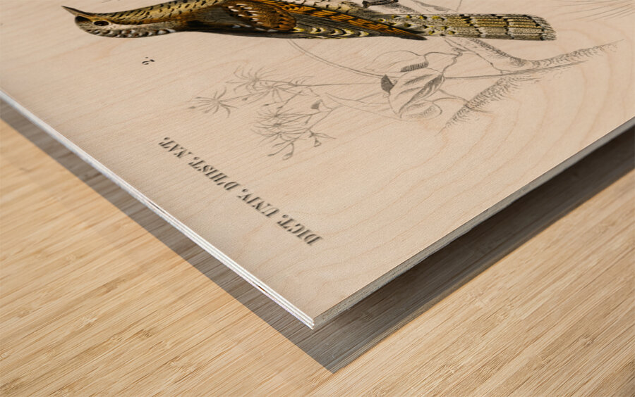 Different types of birds Wood print