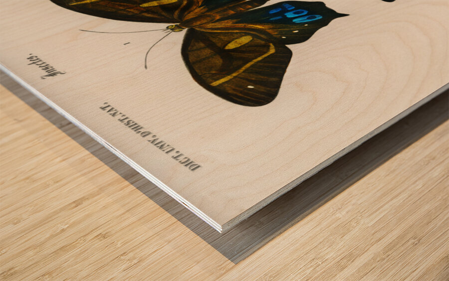 Different types of butterfly Wood print