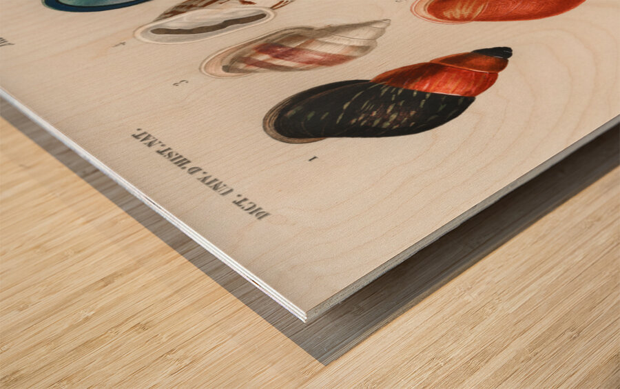 Different types of mollusks Impression sur bois