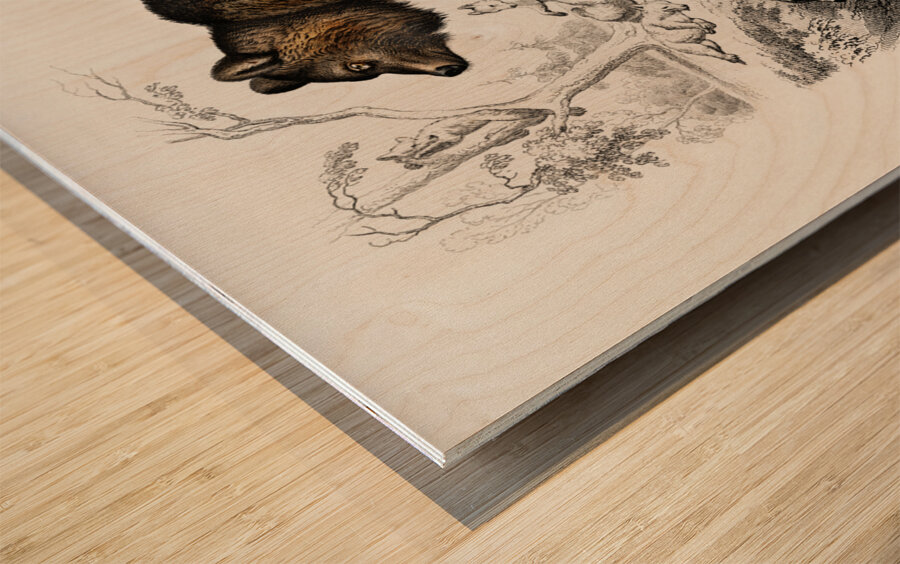 Brown Bear Ursus Arctos Wood print