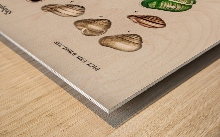 Different types of mollusks Wood print