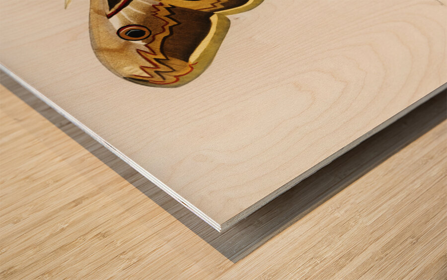 Emporor moths Wood print