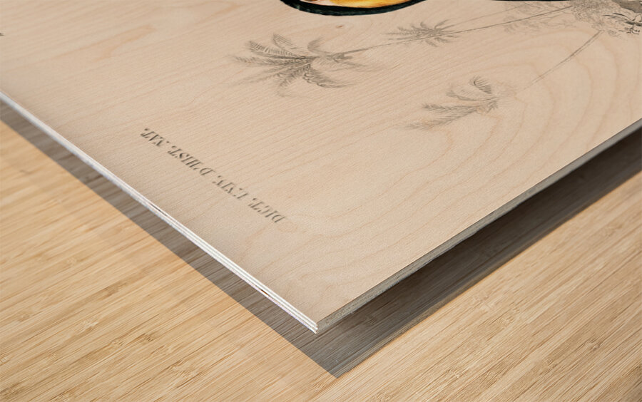 Toucan bird Wood print