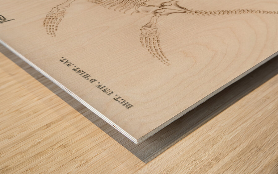 Plesiosaurus Wood print