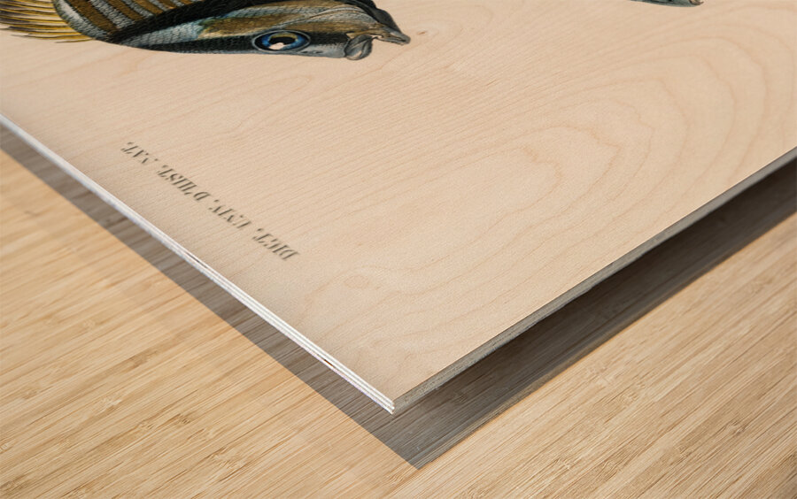 Porkfish Pristipoma virginianum and Shade-fish Sciaena aquila Wood print