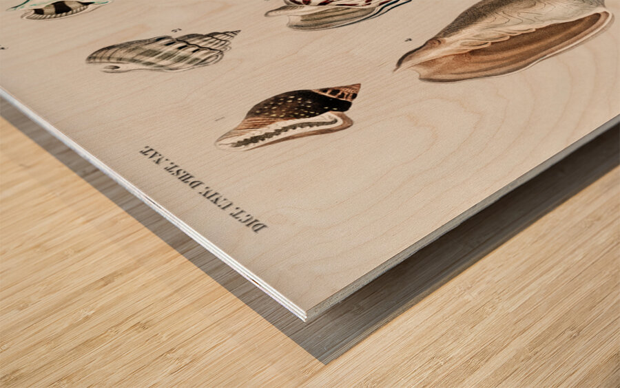 Different types of mollusks Wood print