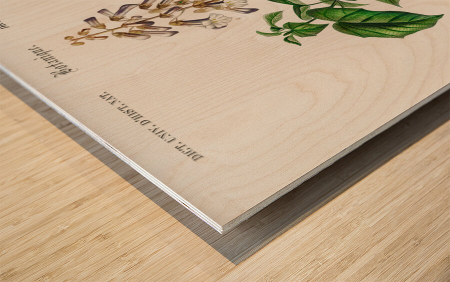 Empress tree Paulownia imperialis Wood print