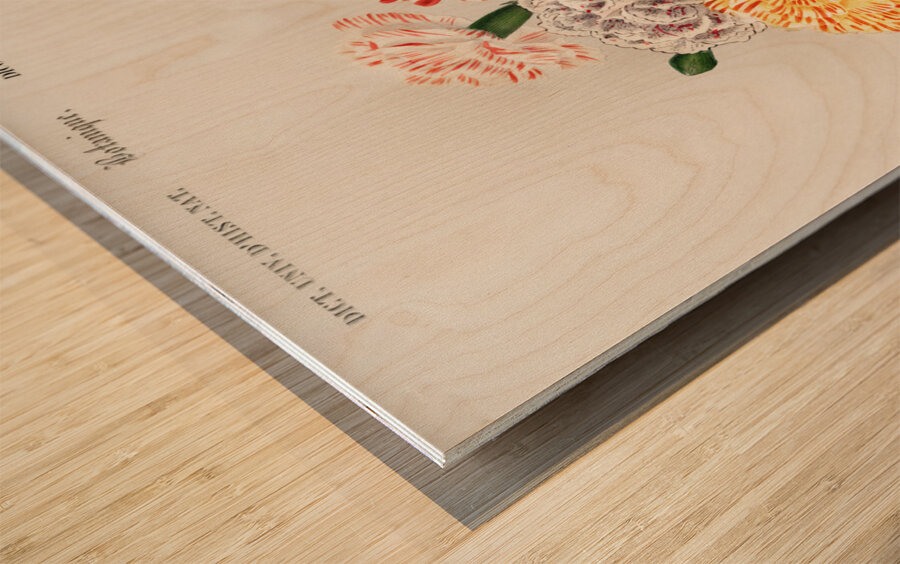 Carnation Dianthus caryophyllus Wood print