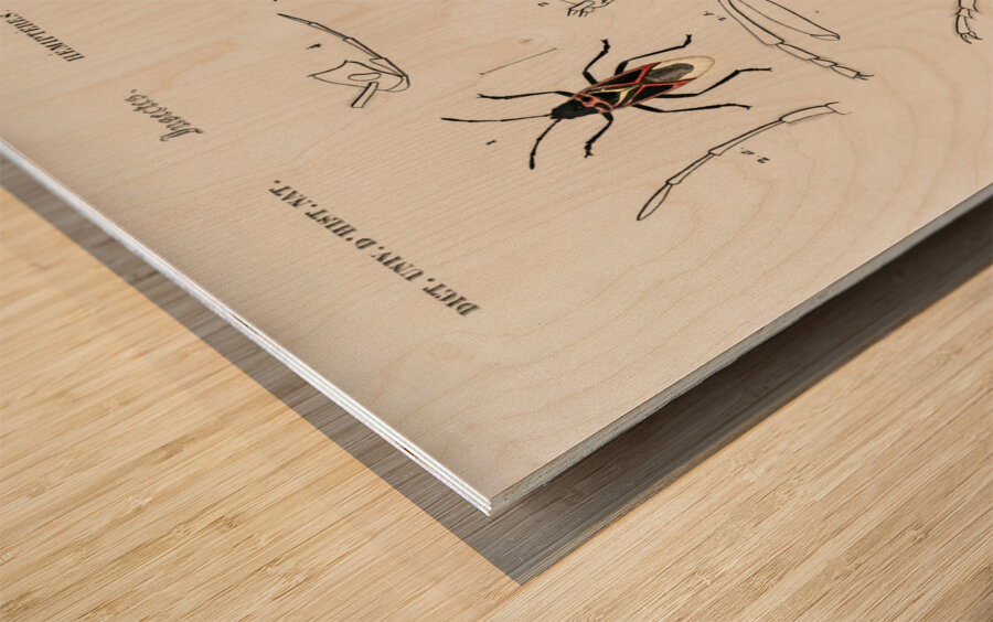 Different types of insects Wood print