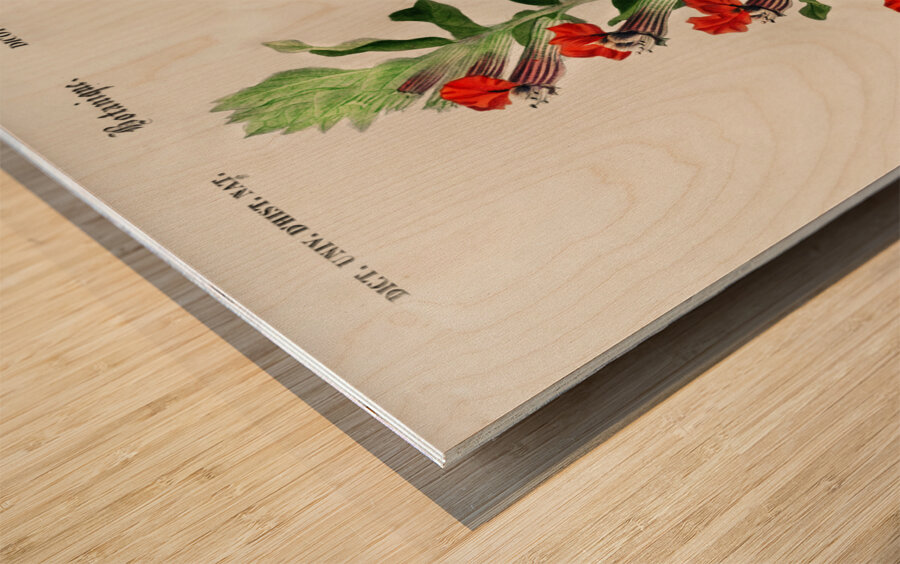 Different types of birds Wood print