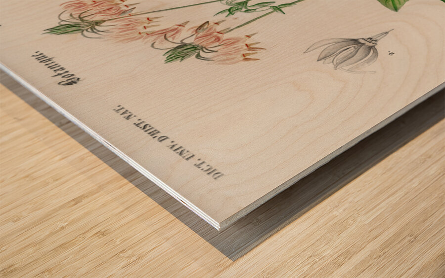 Dodecatheon meadia Wood print