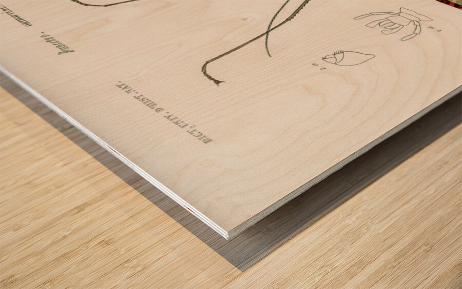 Cyphocrana titan Wood print