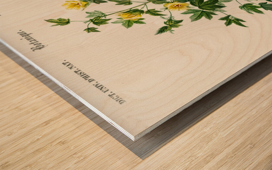 Sea Island cotton gossypium vitifolium Wood print