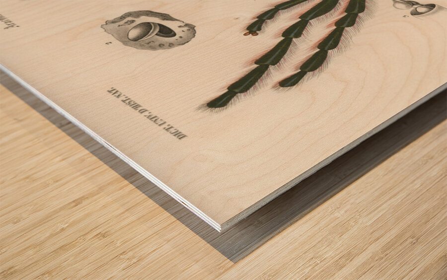 Sea Island cotton gossypium vitifolium Wood print