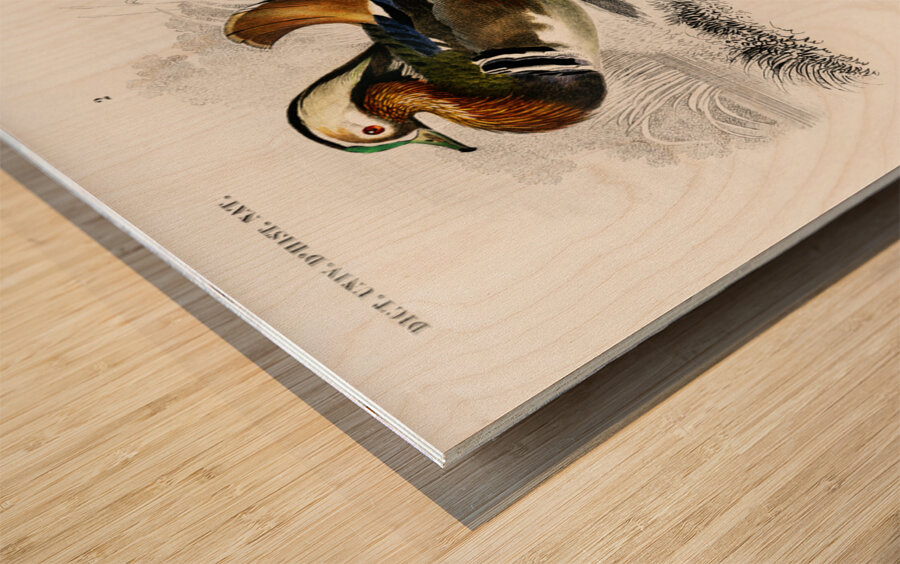 Different types of birds Wood print