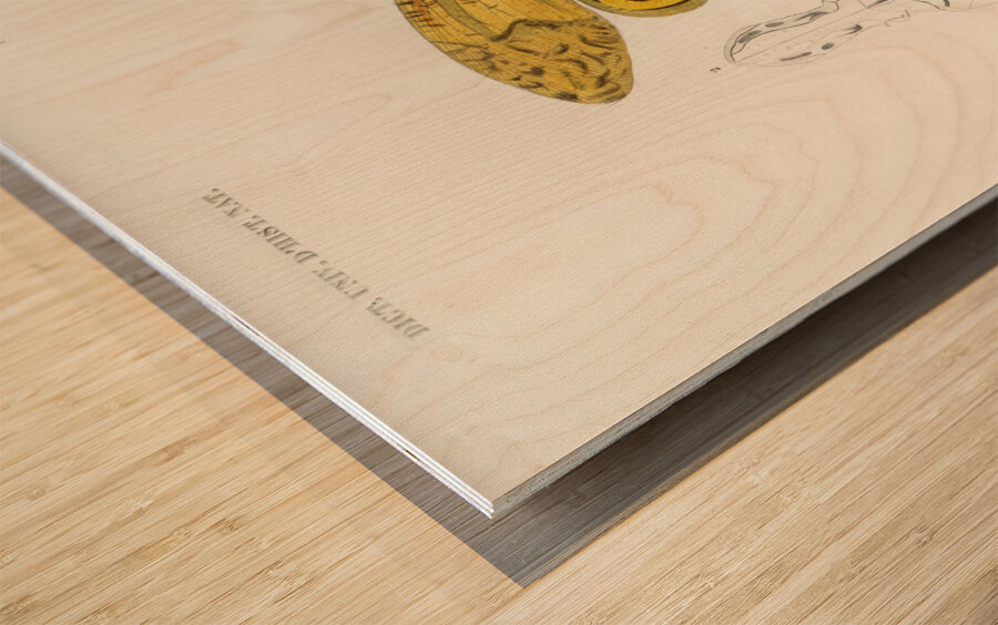 Different types of birds Wood print