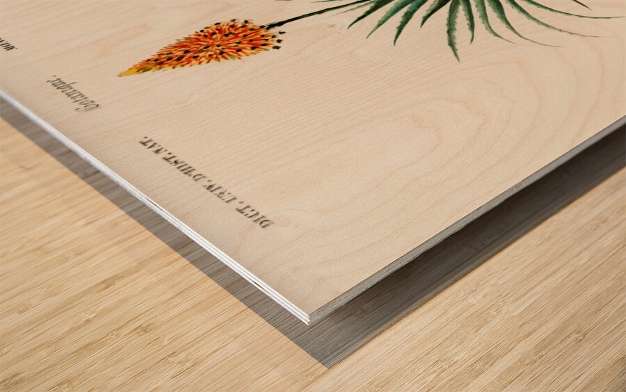 Candelabra aloe aloe fruticosa Wood print