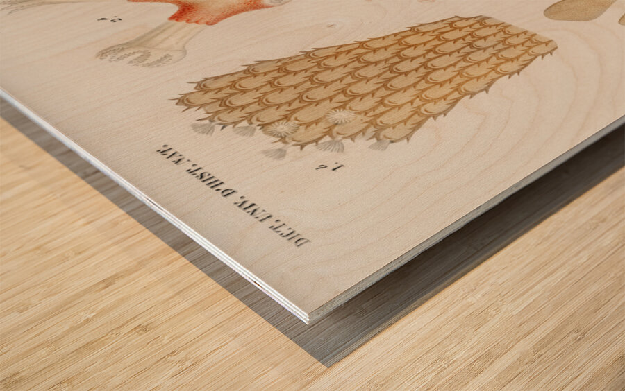 Kingfisher Alcedo Wood print