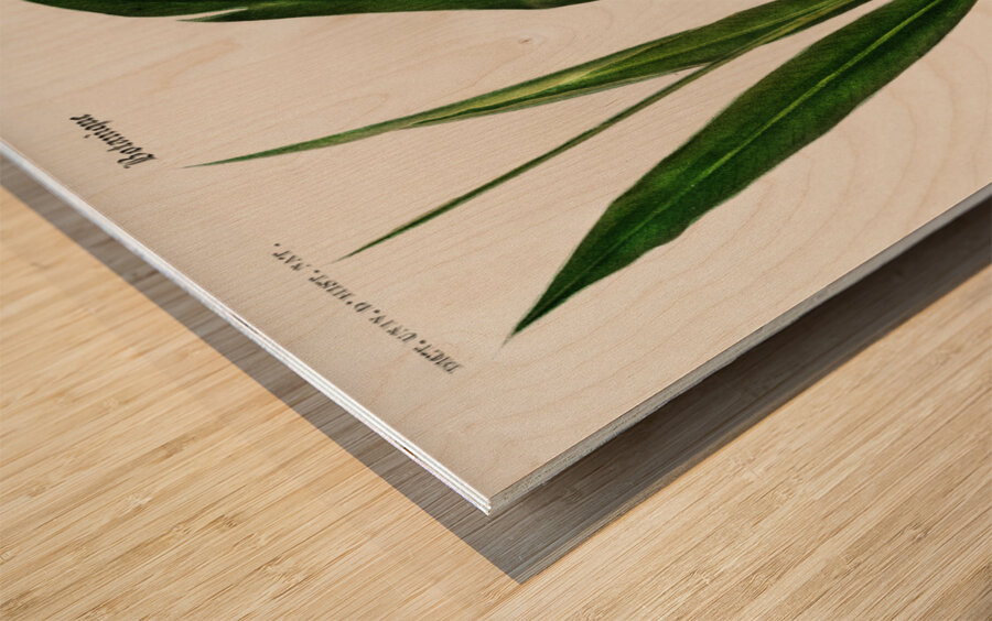 Dwarf cardamom Alpinia nutans Wood print