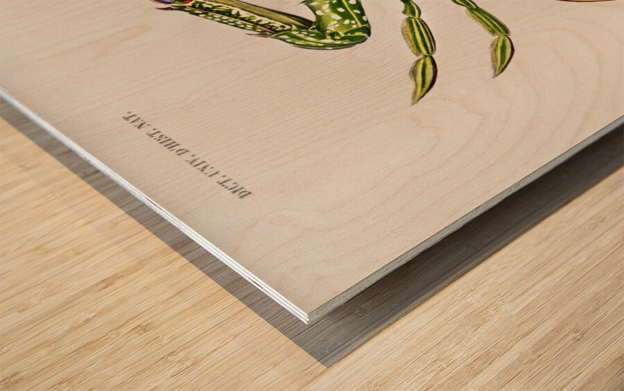 Portunus Lupa Pelagica Wood print