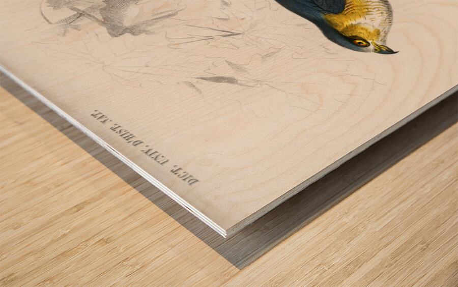 Eurasian sparrowhawk Accipiter nisus Wood print