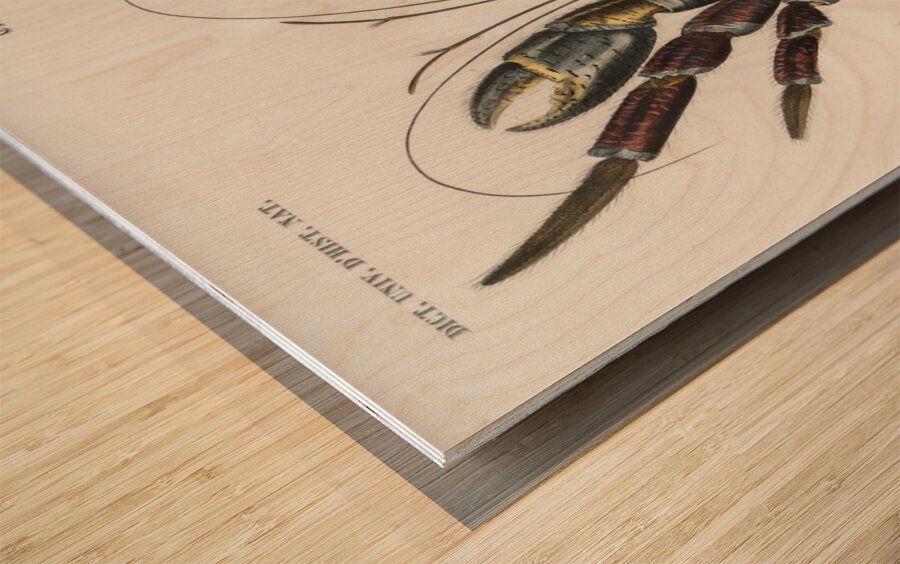 Coconut Crab Birgus latroi Wood print