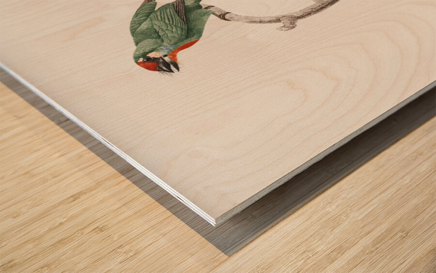 Vieillot barbet Wood print