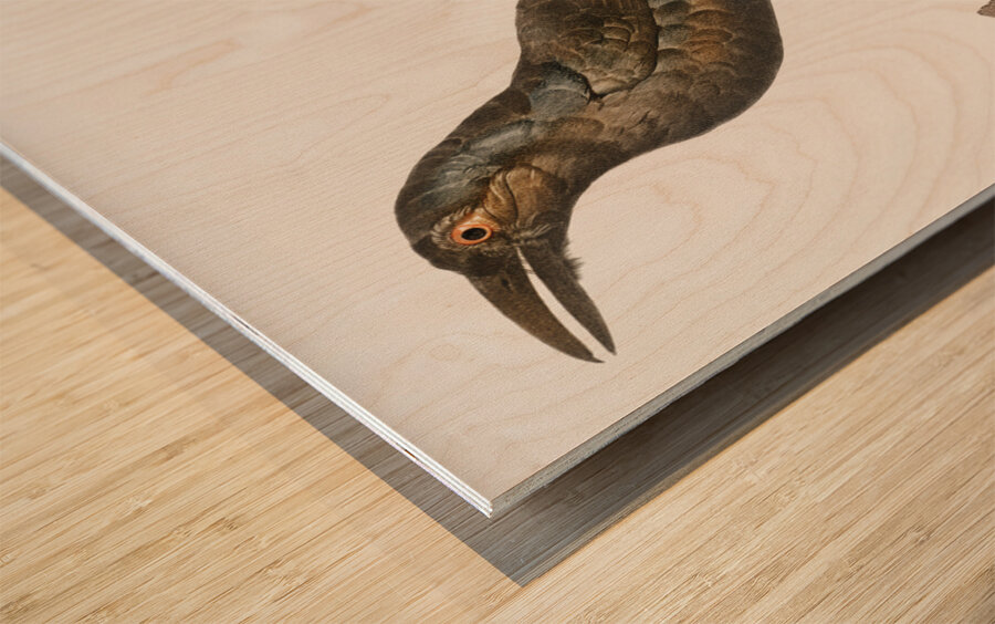 Curl-crested Manucode  Wood print