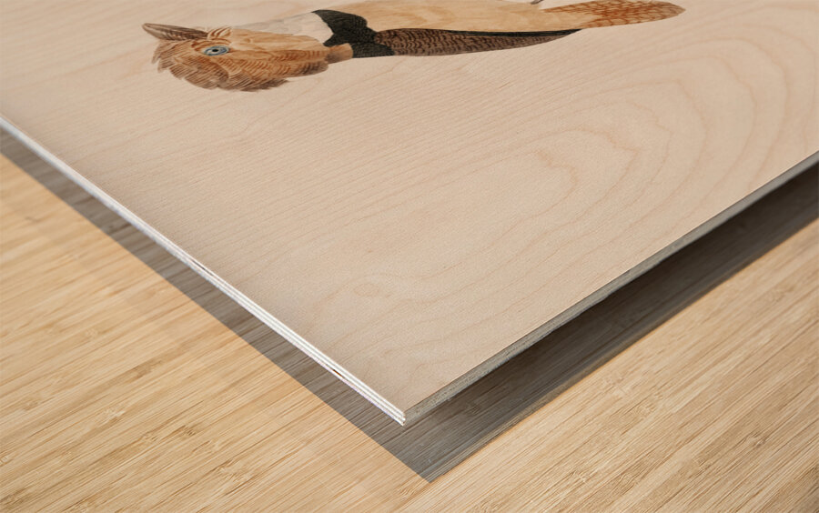 Black-necked stilt  Wood print