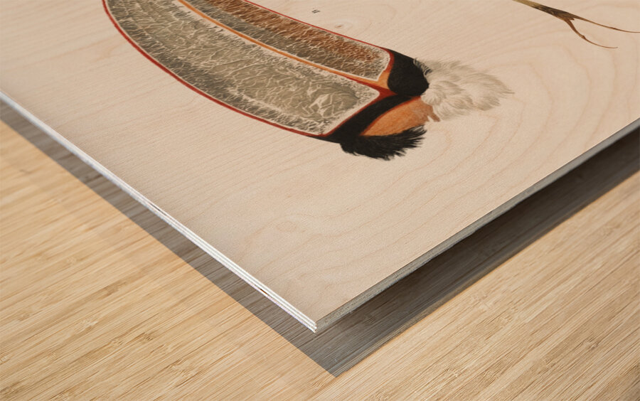 Toco foot beak and tongue  Impression sur bois