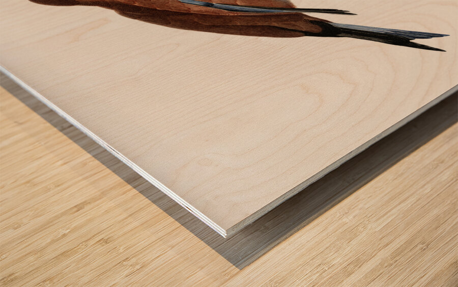 Little Lilac-breasted roller  Wood print