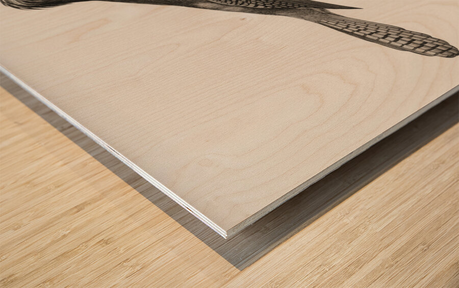 Blue-green jay Wood print