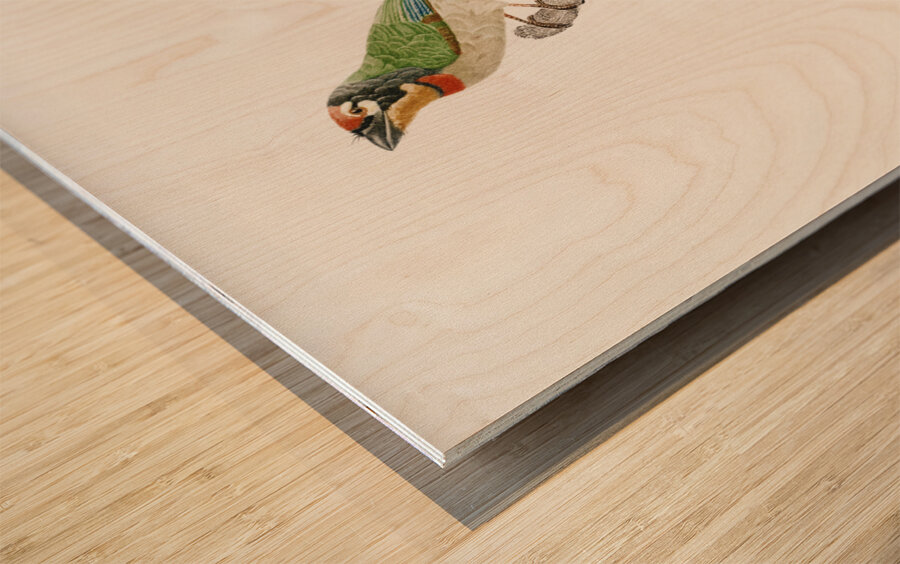 Black-collared barbet  Wood print