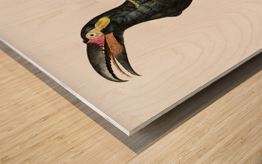 Black-necked Aracari  Wood print